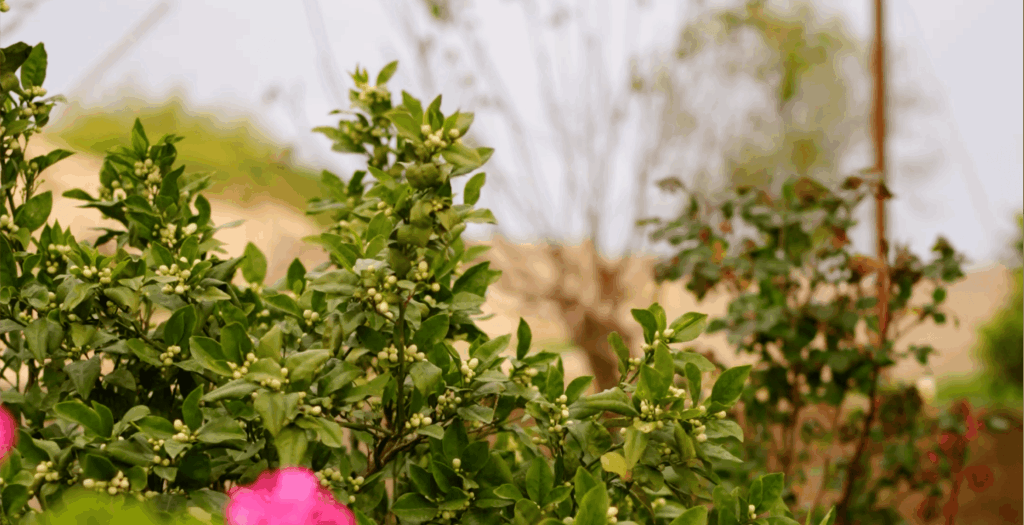 basha house about 02